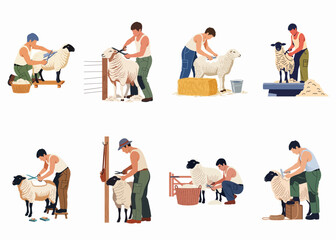 Collection of illustrations showing farmers shearing wool from sheep using traditional hand shears in various farm settings. © Akira