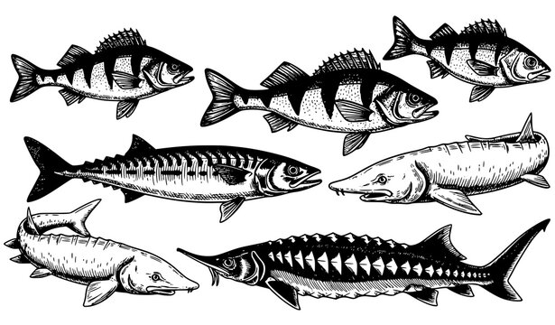 Vintage fish engraving collection vector perch bass mackerel sturgeon beluga seafood illustration