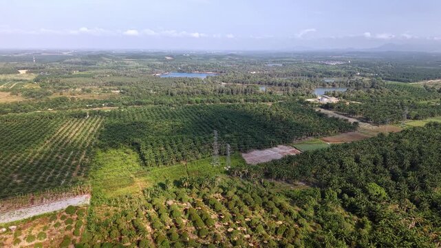 Aerial Drone View of Tangkak Rural Palm Plantations Johor