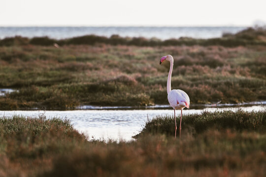 Pink flamingo in Ebro Delta Natural Park at sunset