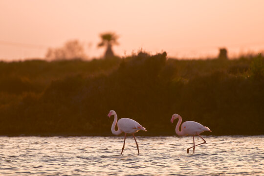 Flamingos wading in Ebro Delta Natural Park at sunset