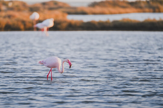 Flamingo feeding in Ebro Delta Natural Park shallow water