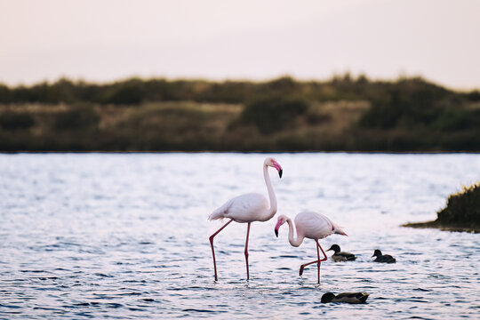 Flamingo feeding in Ebro Delta Natural Park shallow water
