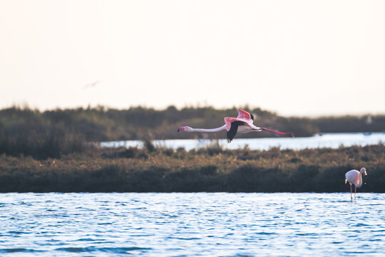 Flamingo flying over Ebro Delta Natural Park coastal lagoon