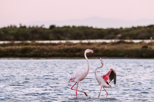 Two flamingos interacting in Ebro Delta Natural Park lagoon