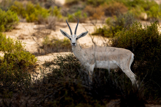 Arabian Sand Gazella - Sharjah UAE