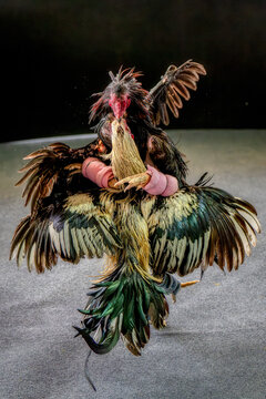 เกี่ยวกับ พันธุ์ไก่ชน