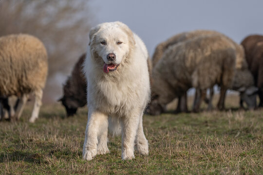 The picture shows a large white herding dog, likely a Great Pyrenees or Maremma Sheepdog