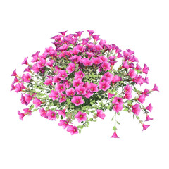 Petunia flower isolated transparent background photo realistic 3d rendering PNG 16 bit with alpha channel  © Zahaoha