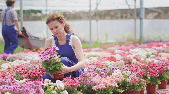 Girl at exhibition of ornamental plants, looking at geraniums in shop window. Woman is interested in plants, holding a pot with a plant in her hands. High quality 4k footage