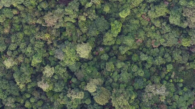 Drone footage showing dense forest canopy at Bukit Panchor.