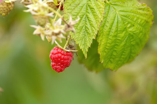 a with with a red raspberry; raspberries hanging from a branch with green leaves; red and green, ripe fruits on the stem; wilting leaves; Rubus idaeus