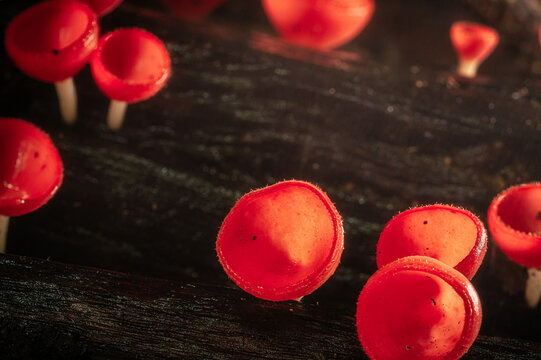 Cluster of Scarlet Cups on Wood: Vivid red Scarlet Cup fungi (Sarcoscypha sp.) growing on a textured, dark decaying log in a natural setting.