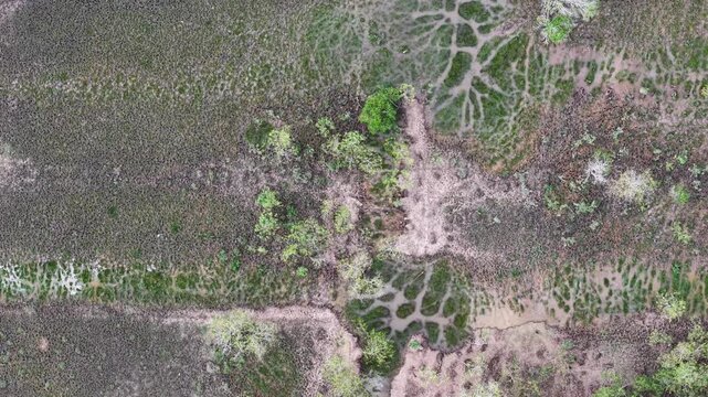Drone footage showing marshland and meandering water channels with vegetation and mud patterns.