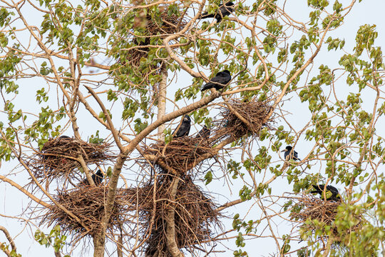Corvus frugilegus. Colony of rooks with their nests between the branches of a poplar tree.