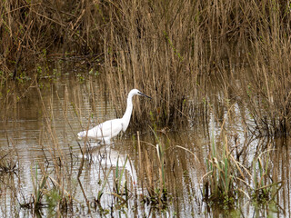 Fototapeta premium Aigrette garzette Egretta garzetta en chasse dans une zone humide avec reflet dans l’eau