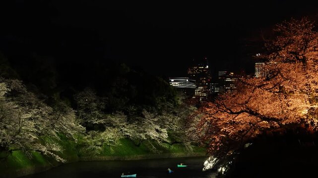 東京・千鳥ヶ淵　夜桜ライトアップ