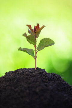 small tree grows out of the ground against a blurred green background