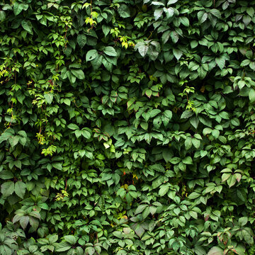 wall of green leaves. plant with many leaf as a background