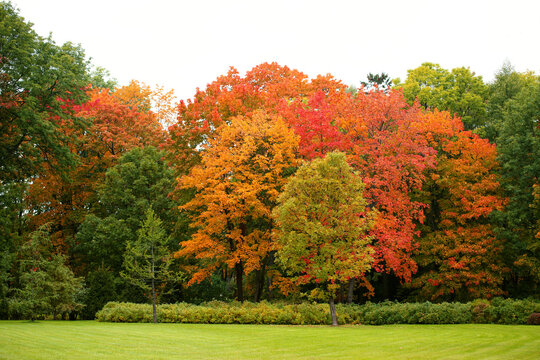 autumn nature with a variety of colors, a beautiful park with many trees and plants