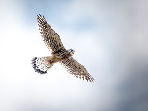 Faucon cr&eacute;cerelle Falco tinnunculus en vol face avec ailes d&eacute;ploy&eacute;es sur fond de ciel bleu clair
