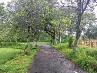 Fototapeta premium Scenic Rural Road Through Green Forest Trees