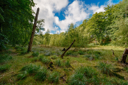 Sumpfwiese am "Schwarzen See" im Naturschutzgebiet "Granitz" auf R&uuml;gen - durch die Granitz verlaufen mehrere Radwanderwege