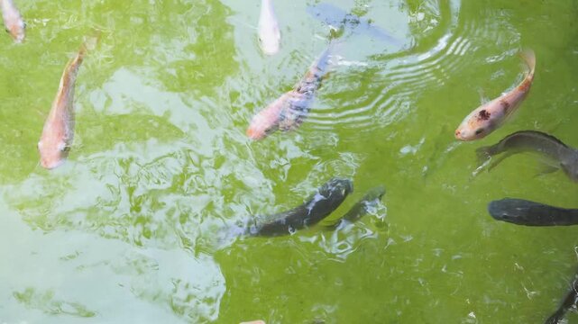 Murky green water filled with tilapia fishes suitable for aquatic agriculture or environmental conservation concept backgrounds or educational resources.