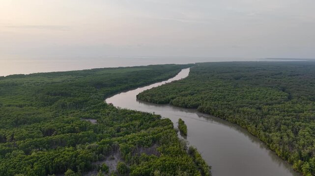 Aerial drone view of mangrove forest and winding river