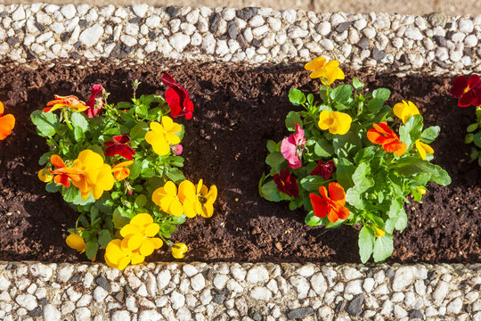 Bunt  Bl&uuml;hende Primeln in einem Blumenkasten, Deutschland