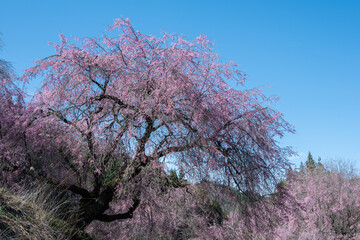 青空に映える満開の桜 長野県小川村 © RATM