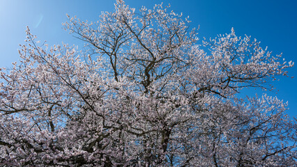 青空に映える満開の桜 長野県小川村 © RATM