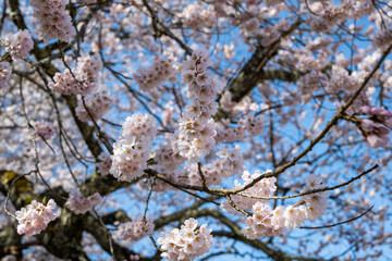 青空に映える満開の桜 長野県小川村 © RATM
