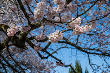 青空に映える満開の桜 長野県小川村 © RATM