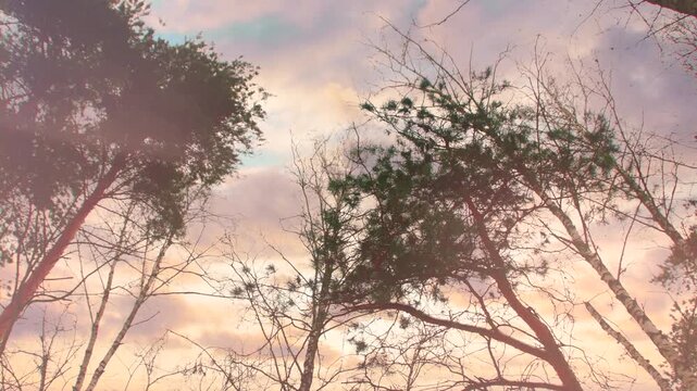 Pine trees against a bright sunset sky. View from below. A dramatic and romantic natural backdrop. Golden light filters through bare and lush branches.