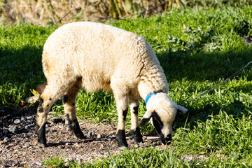 Naklejka premium Young white lamb with black spots grazing on fresh green grass in a sunny rural meadow during springtime.