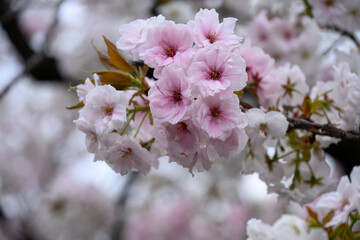 Naklejka premium 造幣局 桜の通り抜け
