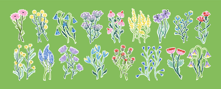 Hand-drawn field flowers set. Spring wild herbs, meadow floral plants, summer herbal blossoms. Drawings of wildflowers, blooms and leaves. Handdrawn vector illustrations isolated on white background