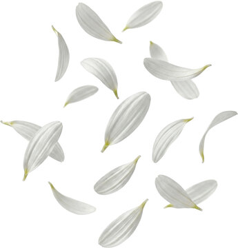 White Daisy Petals Falling PNG Transparent Background