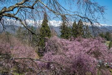 残雪の北アルプスと満開の桜　長野県小川村 © RATM