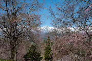 残雪の北アルプスと満開の桜　長野県小川村 © RATM