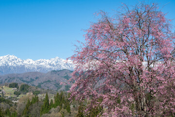 残雪の北アルプスと満開の桜　長野県小川村 © RATM