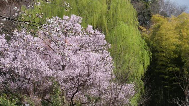 桜と竹林