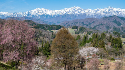 残雪の北アルプスと満開の桜　長野県小川村 © RATM