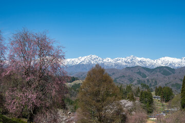 残雪の北アルプスと満開の桜　長野県小川村 © RATM