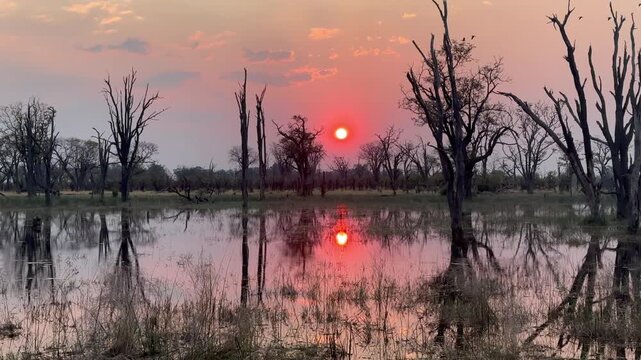Pan right view of Sunset in the Okavango Delta. Botswana.