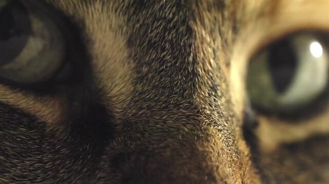 Cat fur texture between eyes close-up shot natural lighting calm