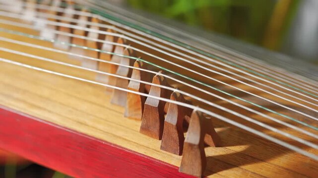 The scene art, creative and performance with traditional musical stringed instrument zither or guzheng with plectrum, ready for woman expertly musician deeply engaged in playing, dedication to music