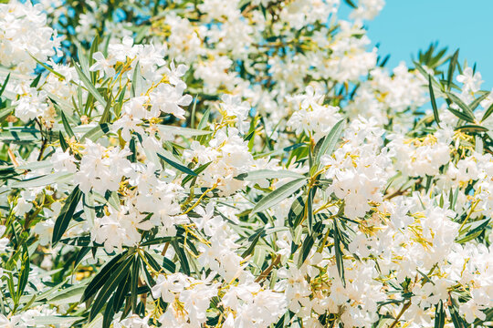 White oleander (Nerium oleander) in Polychrono village at Kassandra peninsula, Chalkidiki, Greece. Selective focus