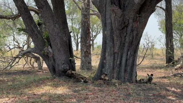 African wild dogs (Lycaon pictus) resting in the shade in Moremi Game Reserve, Botswana.